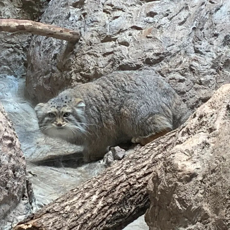 バーミングハム動物園のミーシャの写真