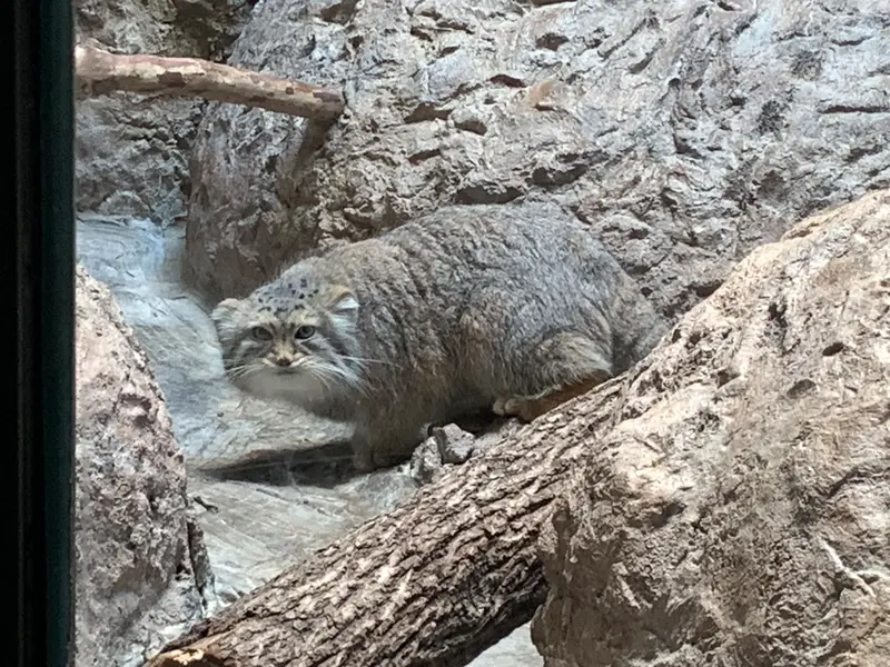 バーミングハム動物園のミーシャの写真