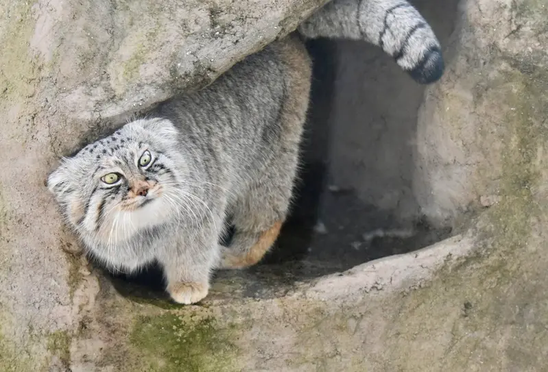 埼玉県こども動物自然公園のロータスの写真