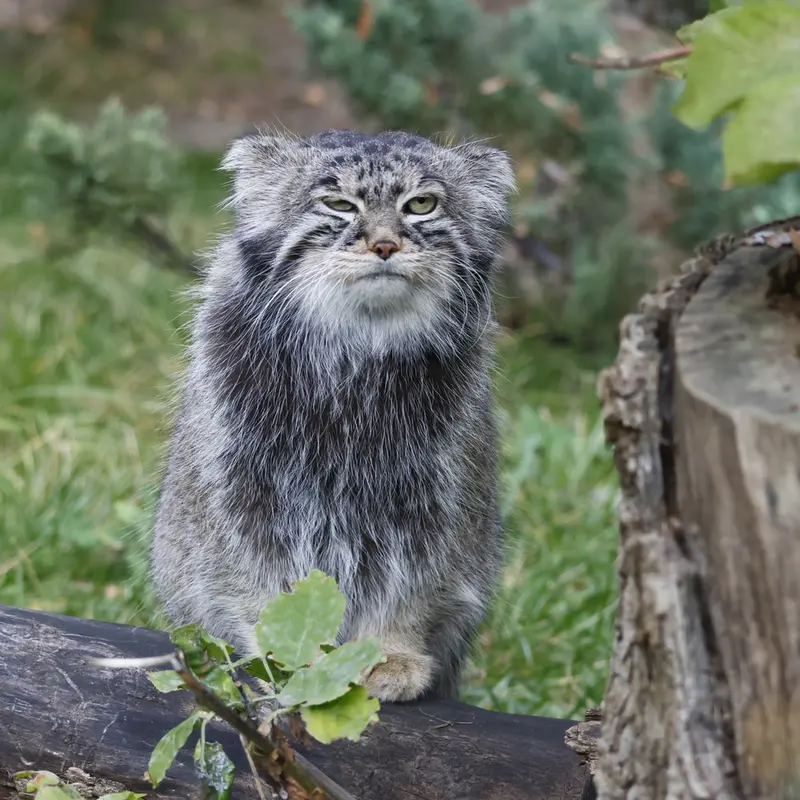 モスクワ動物園のティモフェイの写真