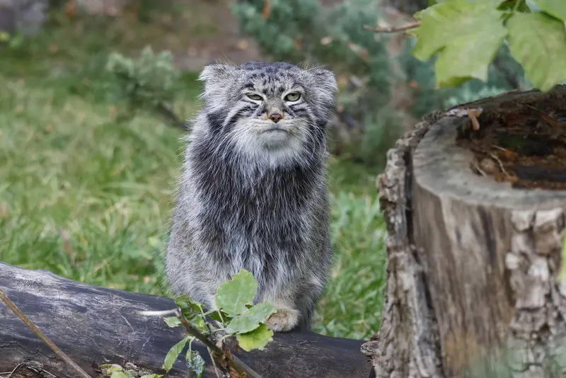 モスクワ動物園のティモフェイの写真