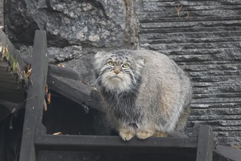 モスクワ動物園のティモフェイの写真