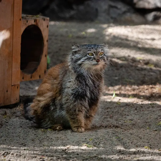 ノヴォシビルスク動物園のスネジャナの写真