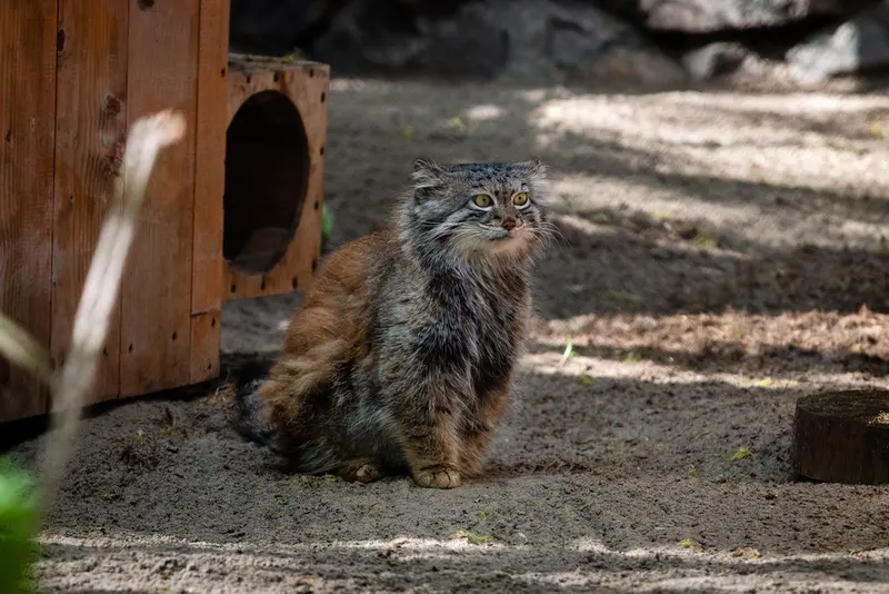 ノヴォシビルスク動物園のスネジャナの写真