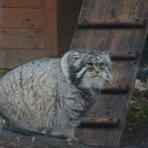 モスクワ動物園のヴァディムの写真