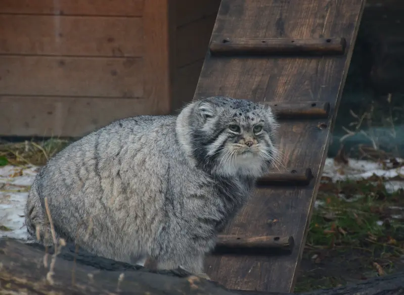 モスクワ動物園のヴァディムの写真