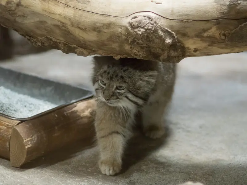 恩賜上野動物園のクリョンの写真