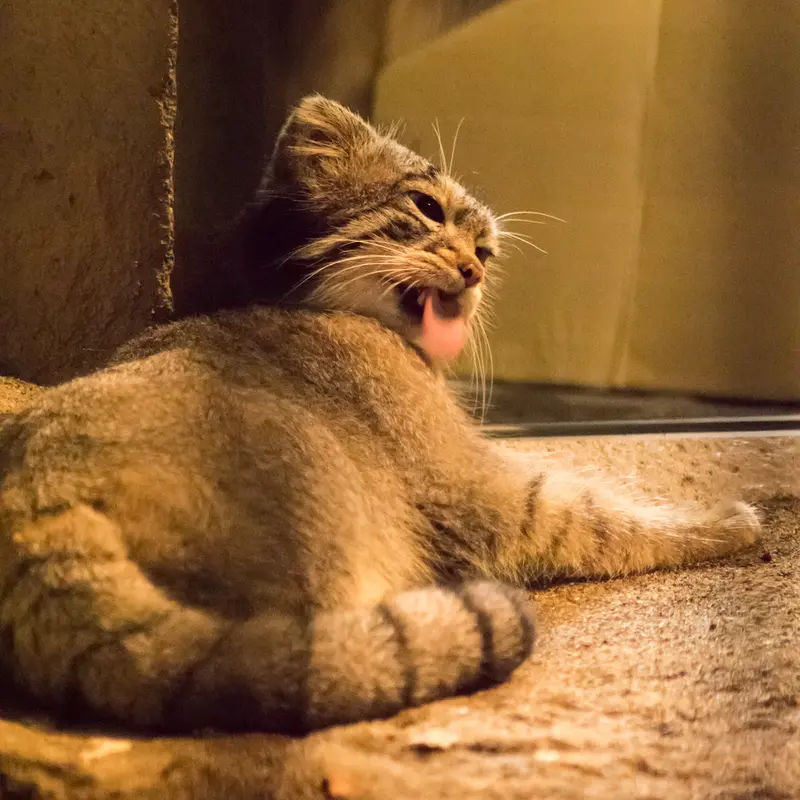野毛山動物園のフィーガの写真