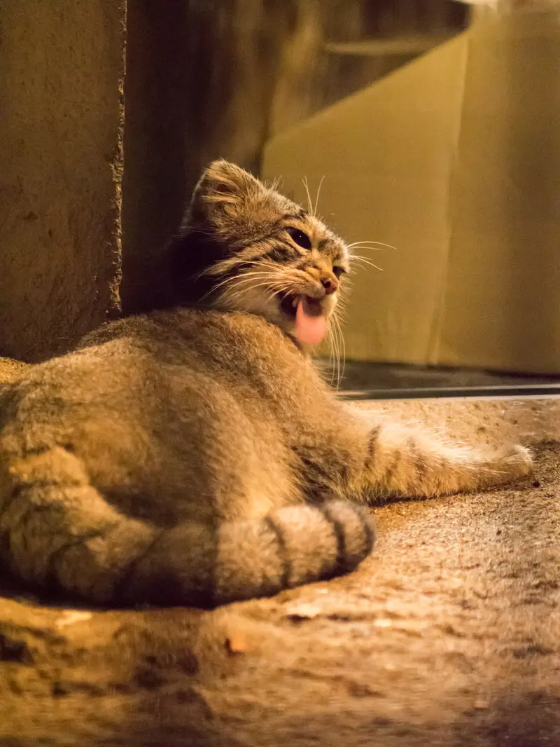 野毛山動物園のフィーガの写真