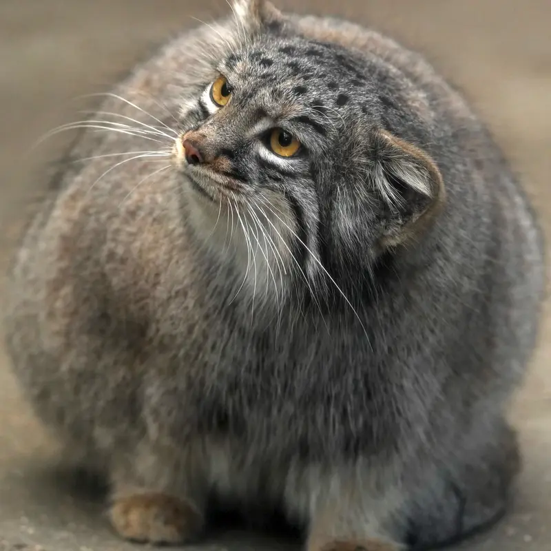神戸どうぶつ王国のメイの写真