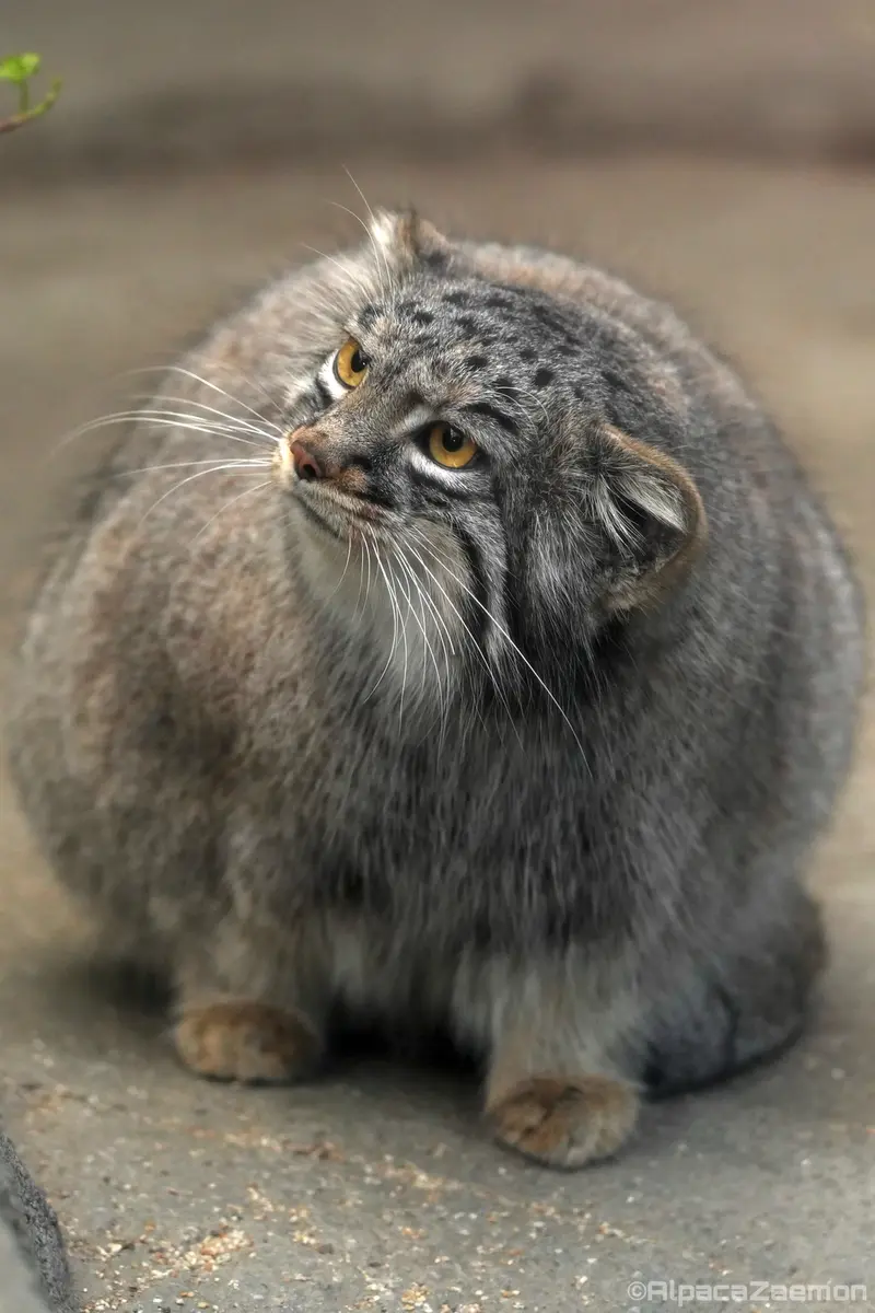 神戸どうぶつ王国のメイの写真