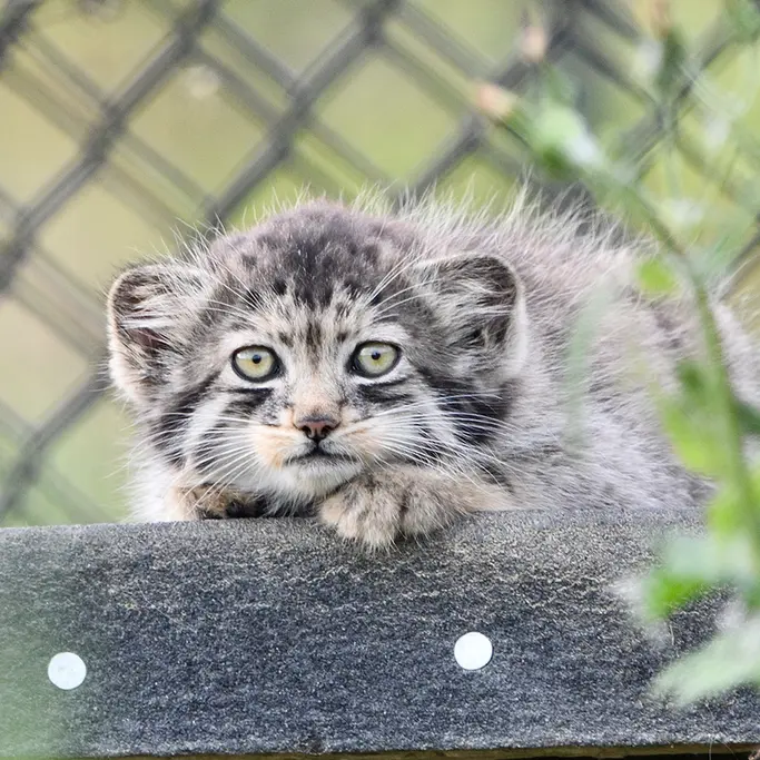 ポート・リムプネ・ワイルド・アニマル・パークのナムーの子猫 b. 2026 Ⅰの写真