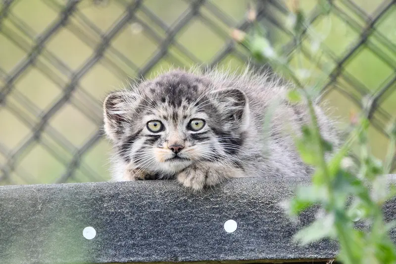 ポート・リムプネ・ワイルド・アニマル・パークのナムーの子猫 b. 2026 Ⅰの写真