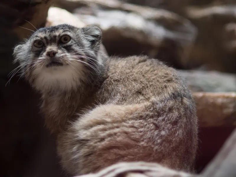 恩賜上野動物園のプリームラの写真