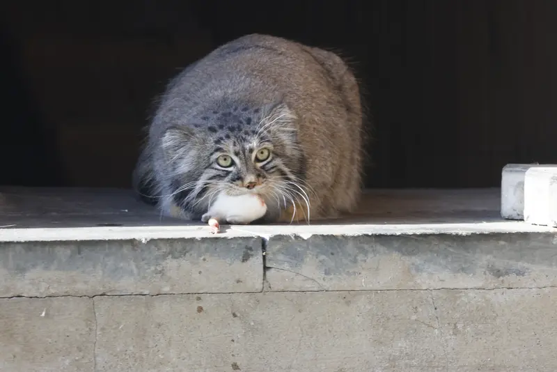 モスクワ動物園のティモフェイの写真