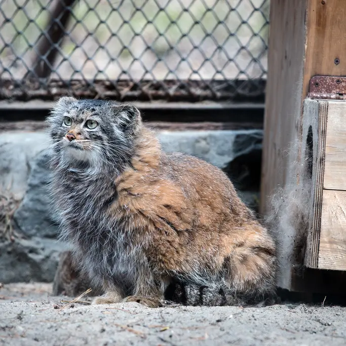 ノヴォシビルスク動物園のアデルの写真