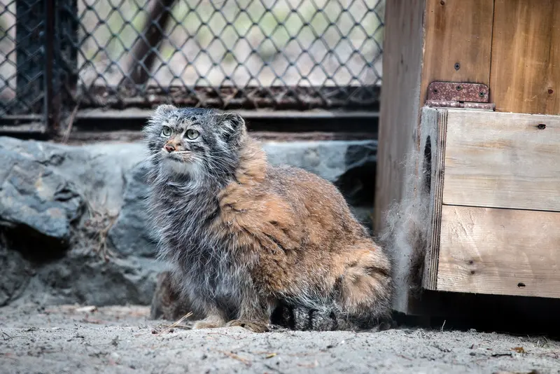 ノヴォシビルスク動物園のアデルの写真
