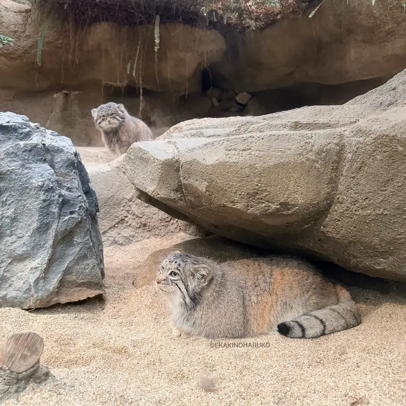 神戸どうぶつ王国のアズとナルの写真