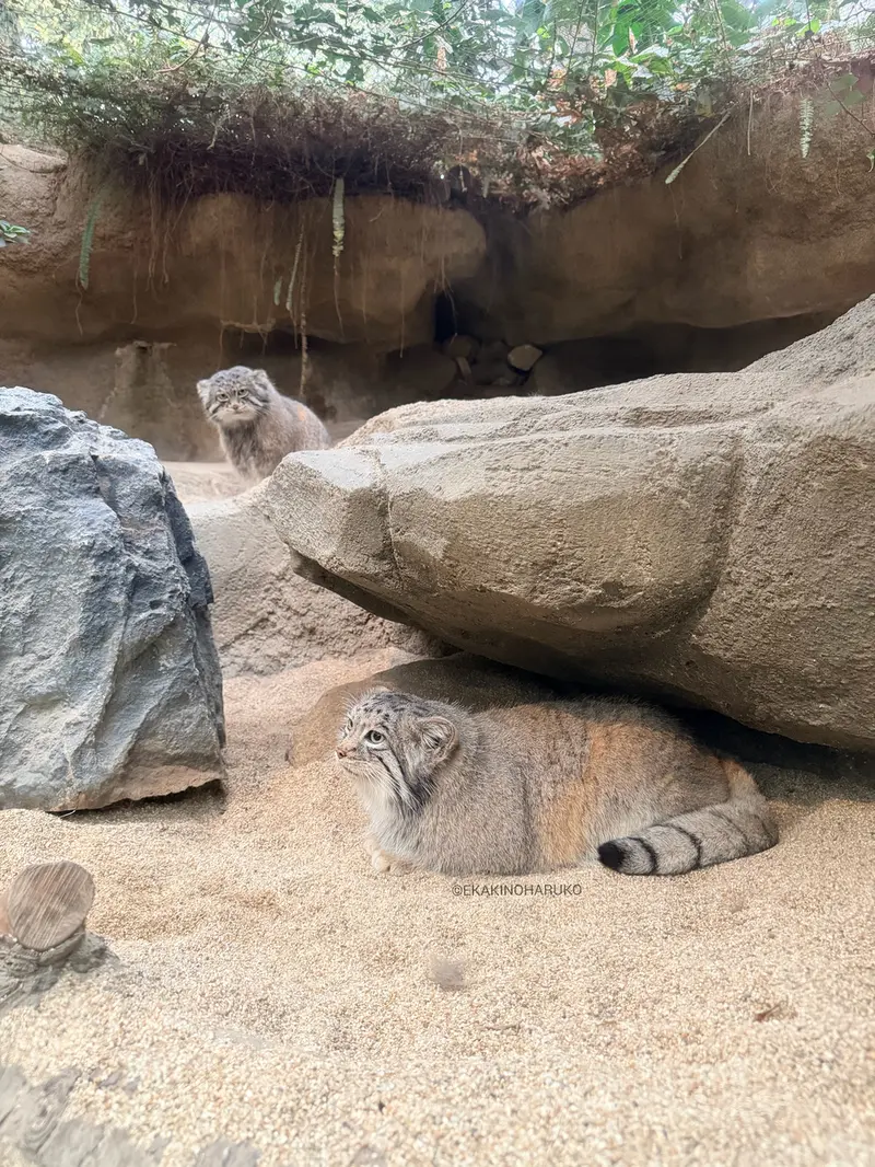 神戸どうぶつ王国のアズとナルの写真