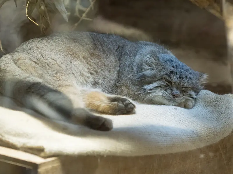 恩賜上野動物園のクリョンの写真