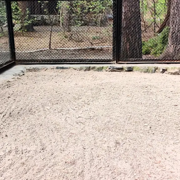 ノヴォシビルスク動物園のマヌルネコの写真