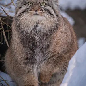 ノヴォシビルスク動物園のフヴォスチクの写真