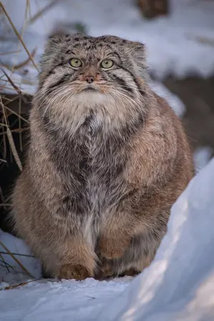 ノヴォシビルスク動物園のフヴォスチクの写真