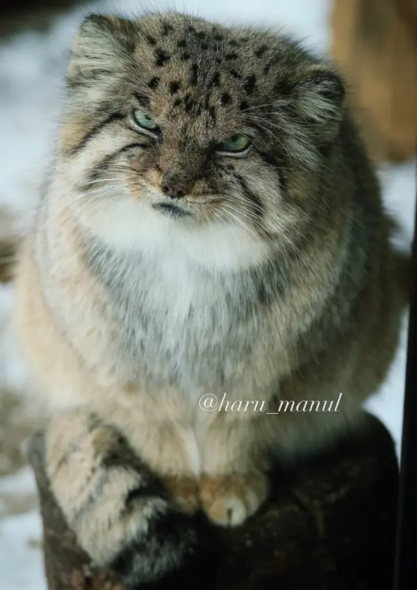 那須どうぶつ王国のボルの写真
