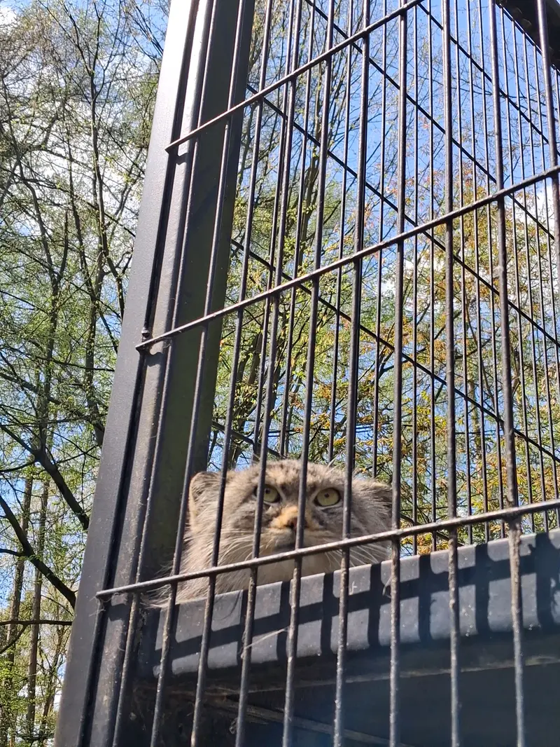 クラクフ動物園のツァスの写真