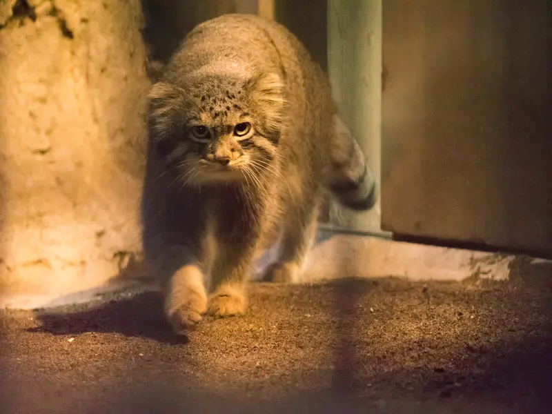 野毛山動物園のフィーガの写真