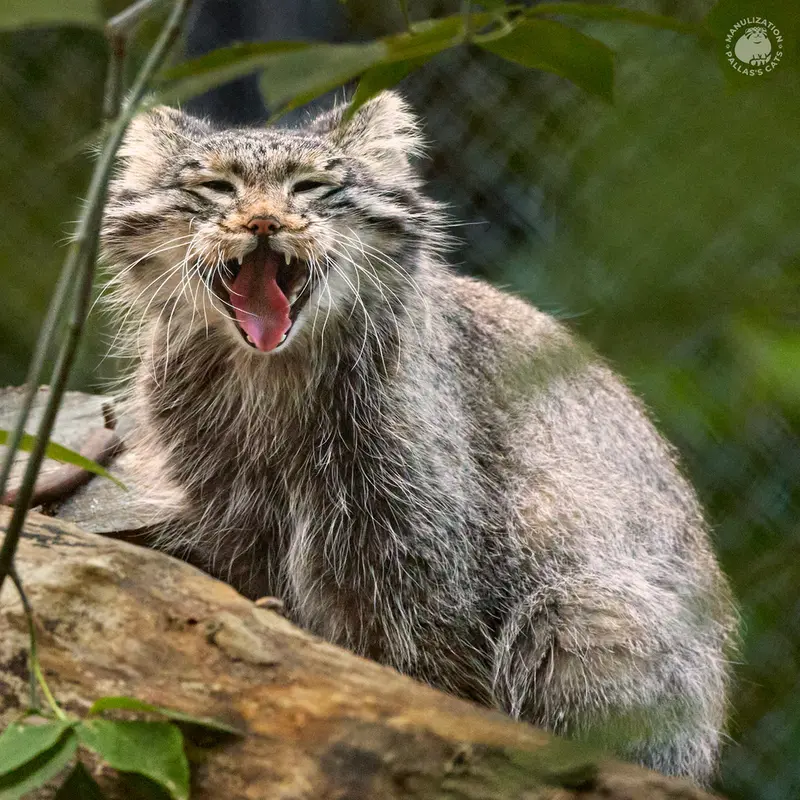 ノヴォシビルスク動物園のスネジンカの写真