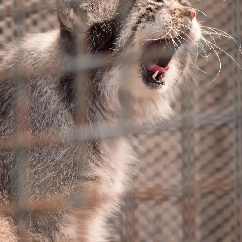神戸市立王子動物園のイーリスの写真