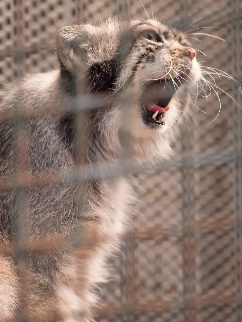 神戸市立王子動物園のイーリスの写真