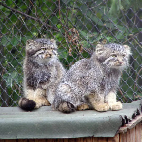 ノヴォシビルスク動物園のマヌルネコの写真