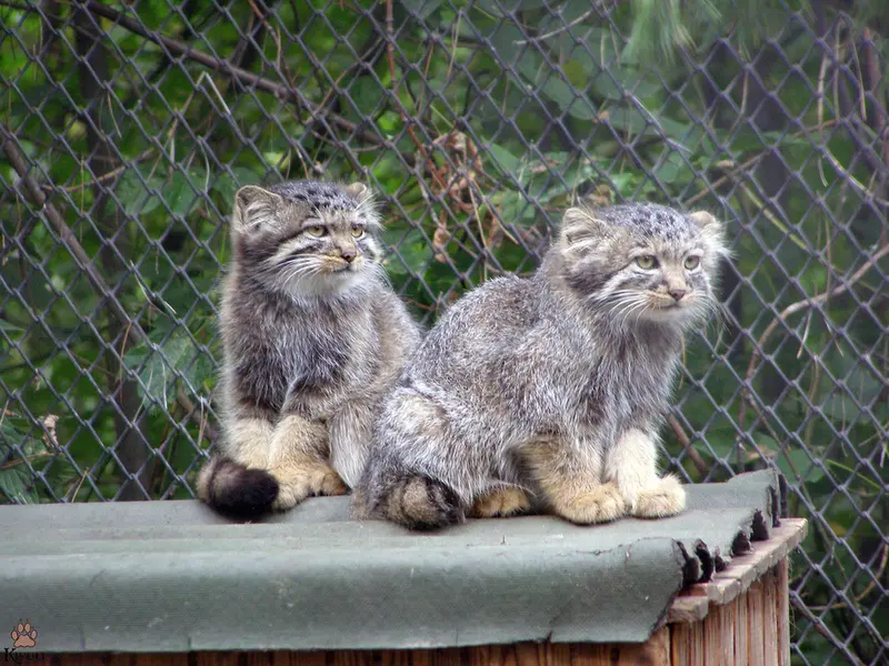 ノヴォシビルスク動物園のマヌルネコの写真