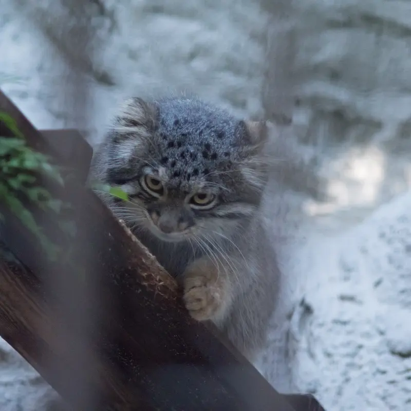 野毛山動物園のフィーガの写真