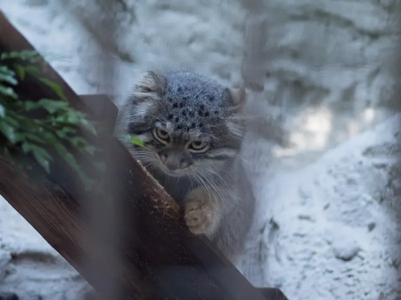 野毛山動物園のフィーガの写真