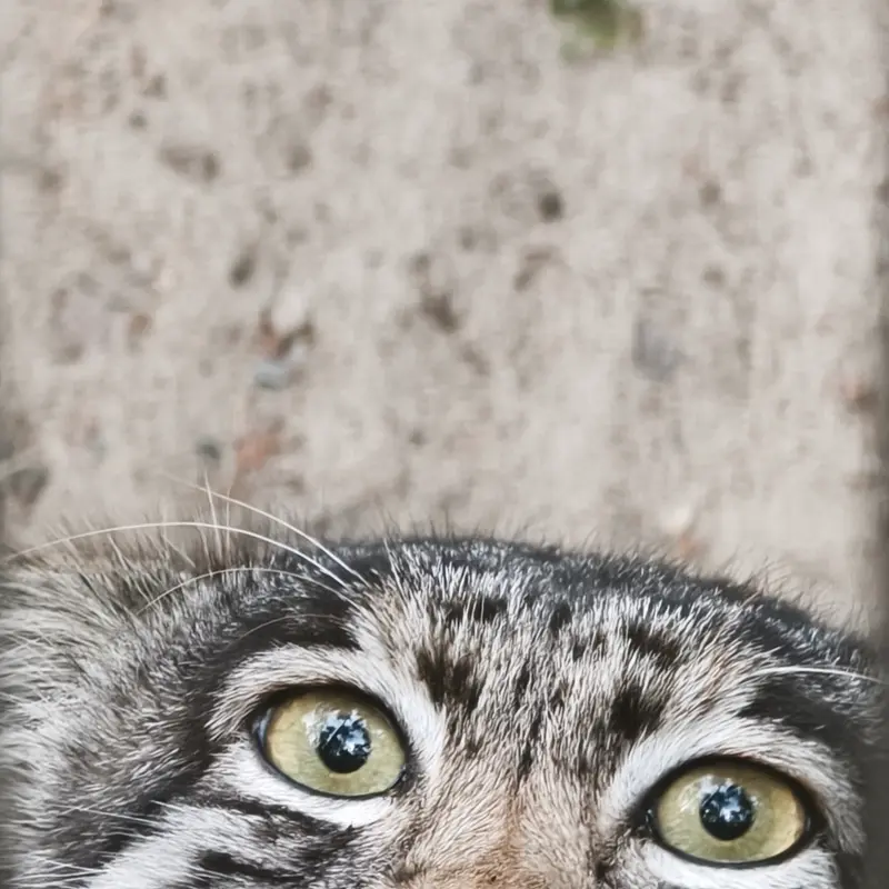 ノヴォシビルスク動物園のグレイの写真