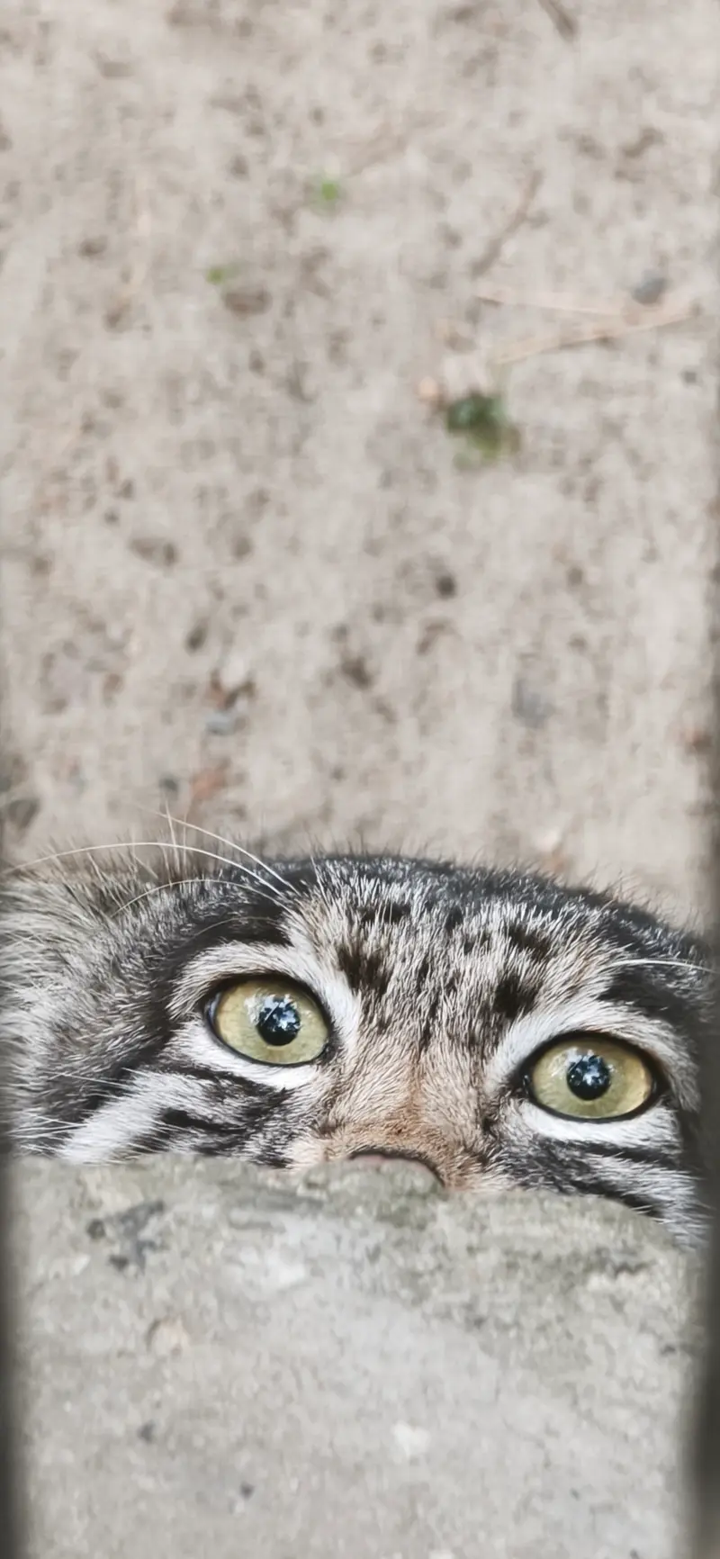 ノヴォシビルスク動物園のグレイの写真