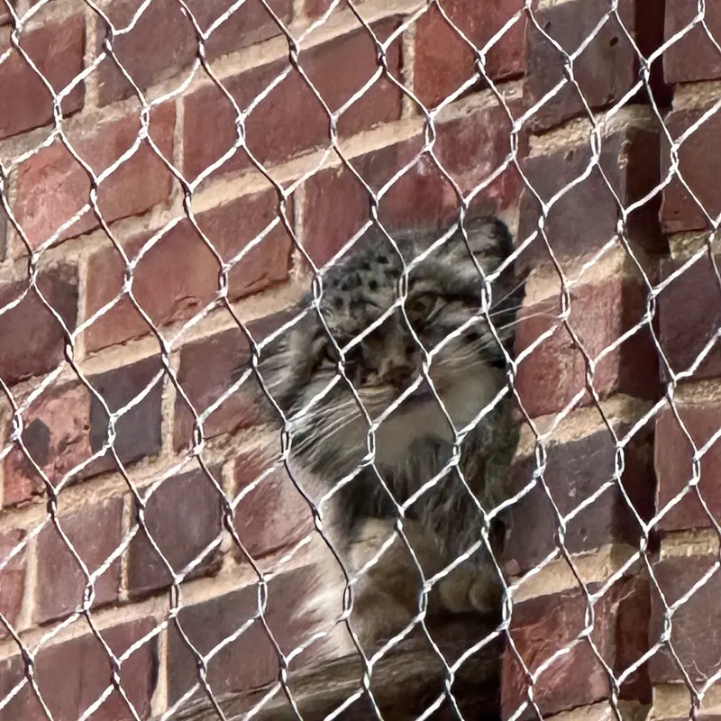 プロスペクト・パーク動物園のマヌルネコの写真