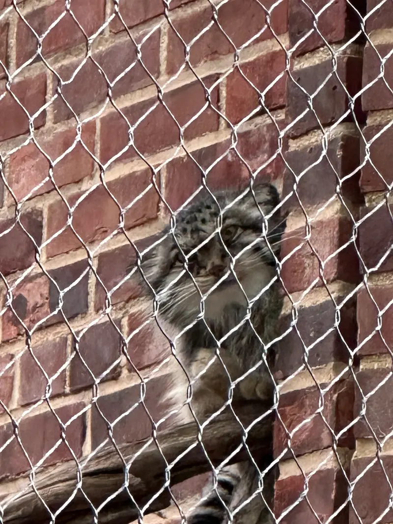 プロスペクト・パーク動物園のマヌルネコの写真