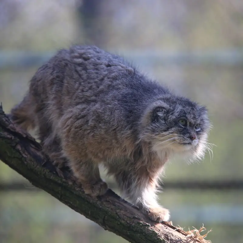 ウッチ動物園のパッツォの写真