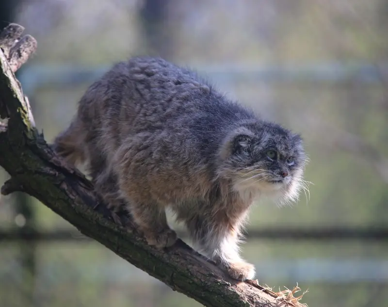 ウッチ動物園のパッツォの写真