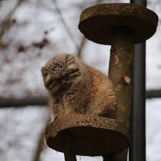 グダニスク動物園のマヌエルの写真