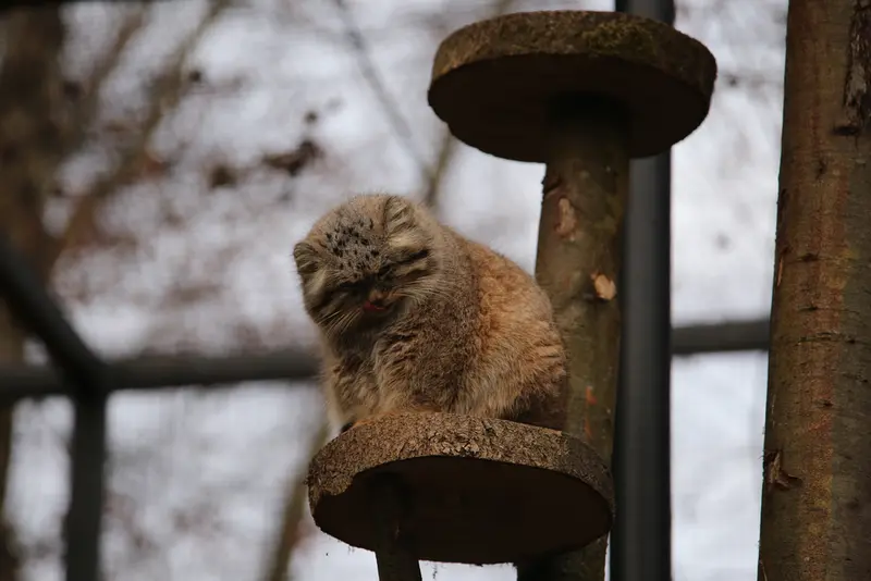グダニスク動物園のマヌエルの写真