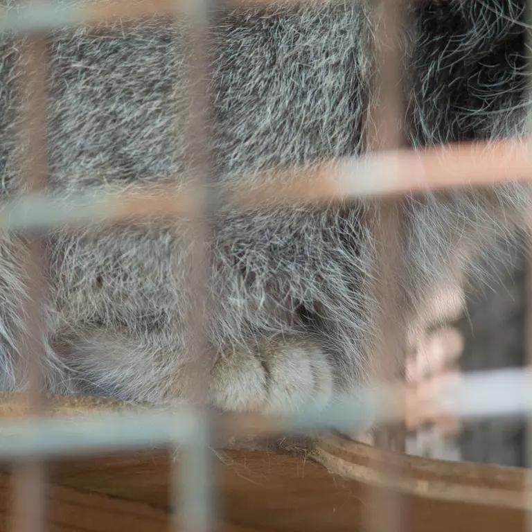 神戸市立王子動物園のイーリスの写真