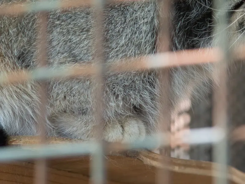 神戸市立王子動物園のイーリスの写真