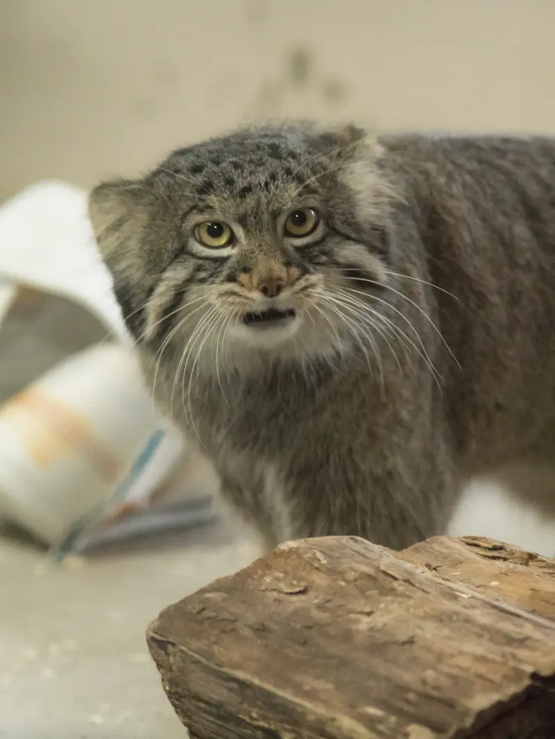 野毛山動物園のフィーガの写真