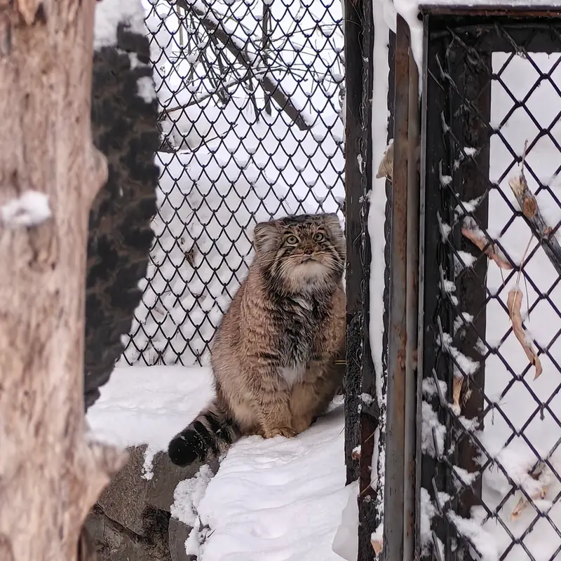 ノヴォシビルスク動物園のアチの写真