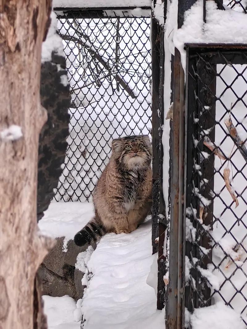 ノヴォシビルスク動物園のアチの写真
